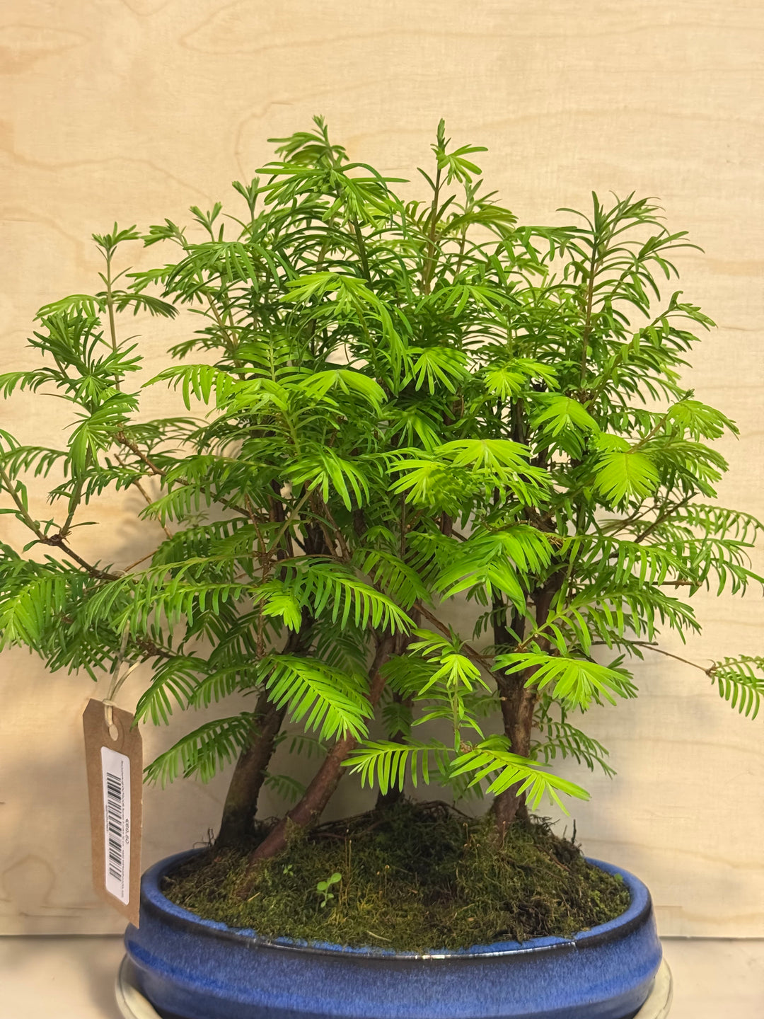 Akebono-sugi OUTDOOR Bonsai 5 years 30 cm