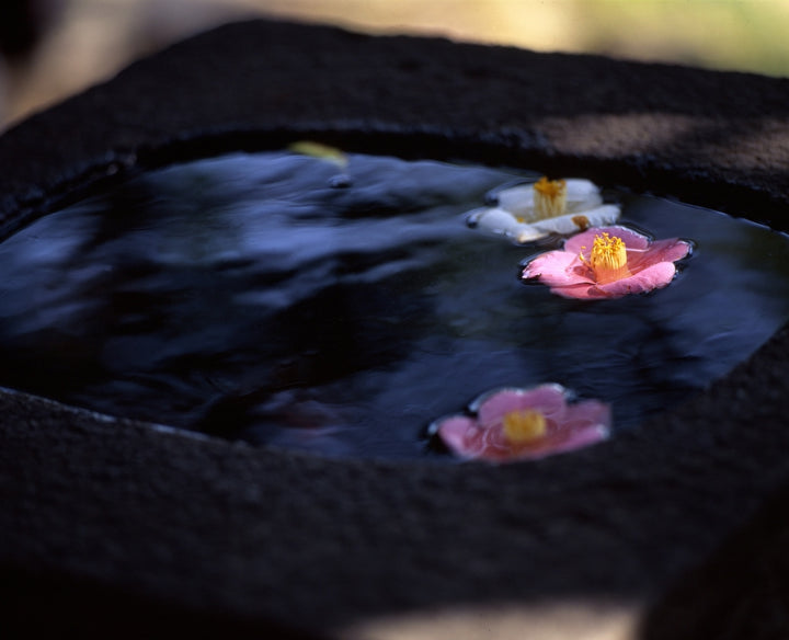 Shiseido Tsubaki Premium Repair Hair Conditioner 450ml