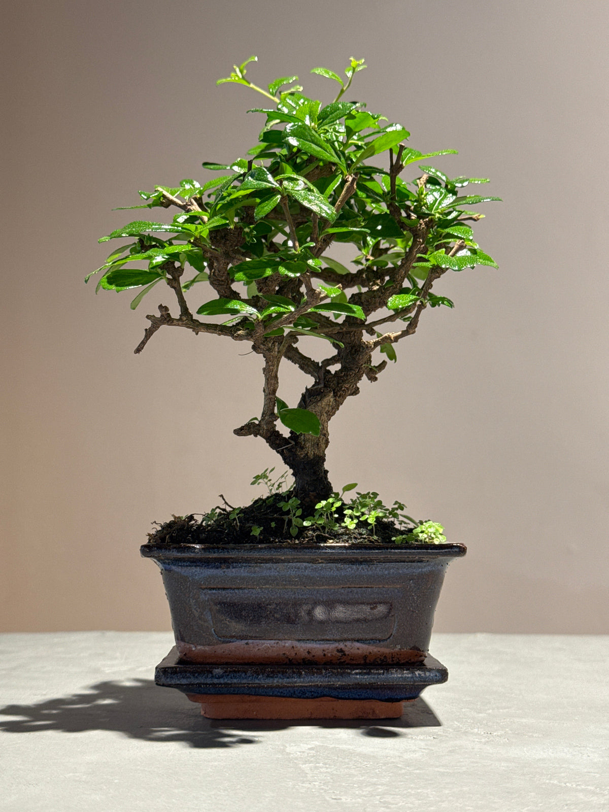 BONSAI & PLANTS