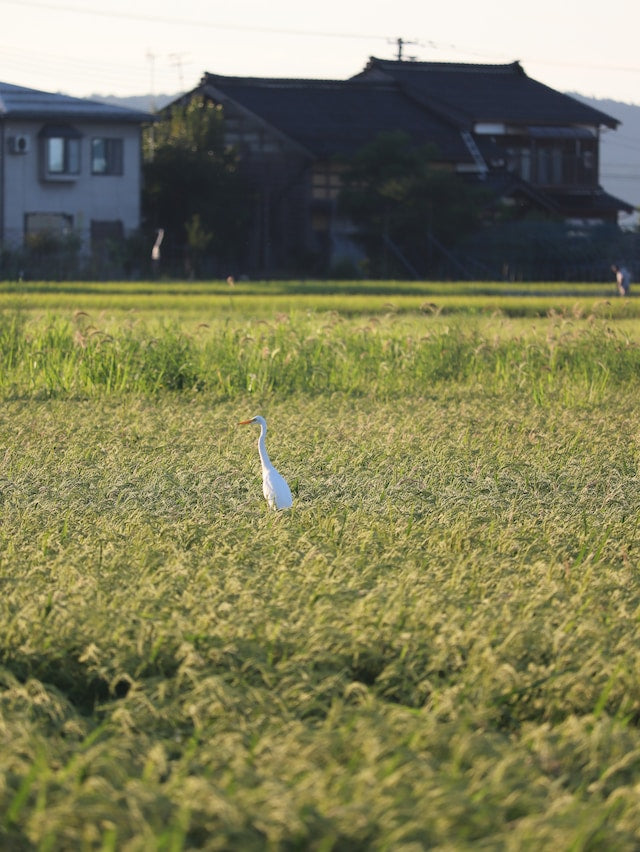 Niigata Japan Rice field