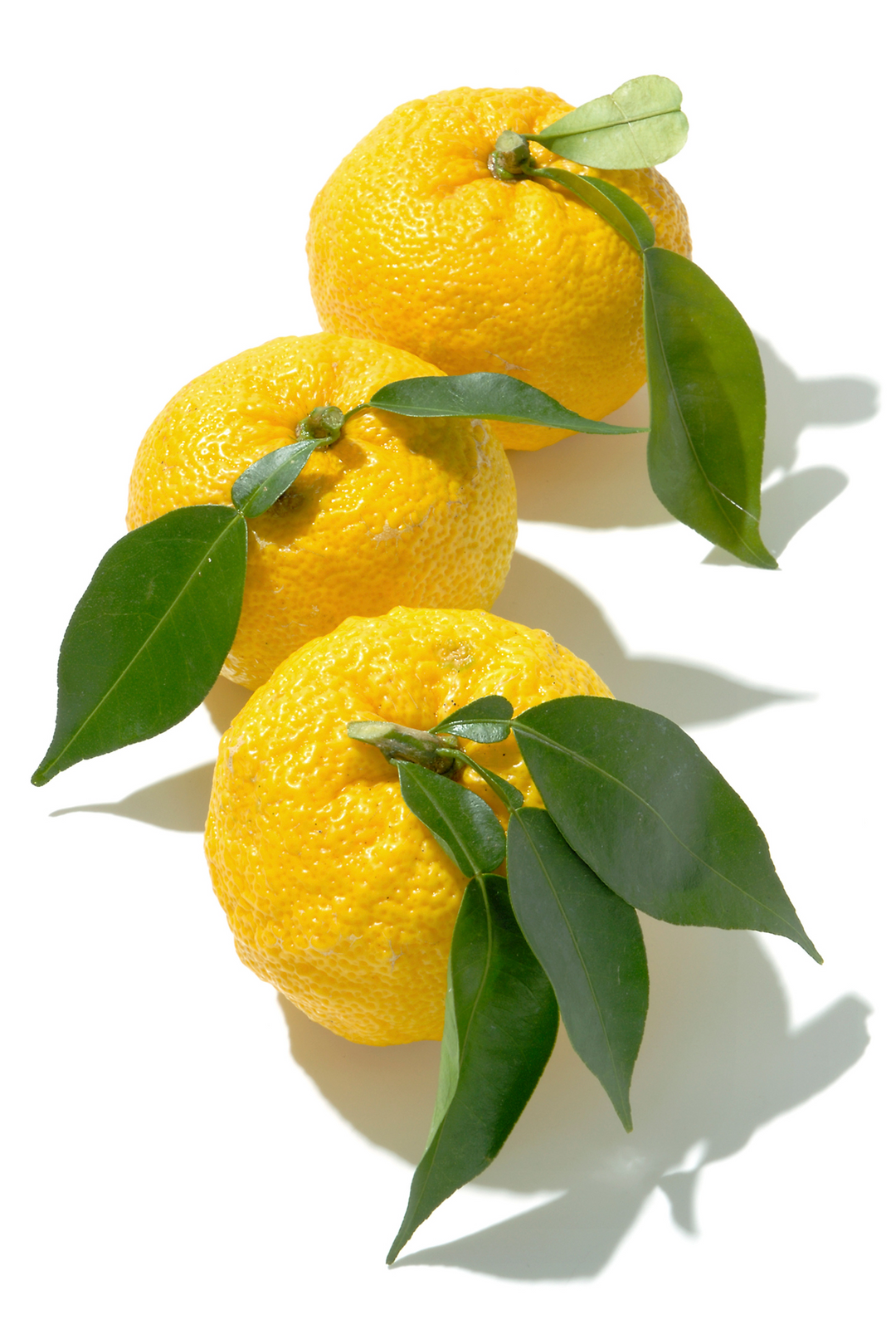 Kinjirushi Kizami Yuzu Shredded 100g