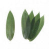 Bamboo Leaves Kappo Sasa 30cm +15cm stem 100pcs