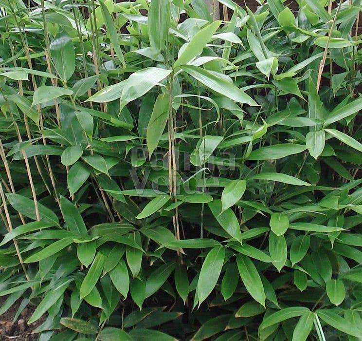 Bamboo Leaves Kappo Sasa 30cm +15cm stem 100pcs