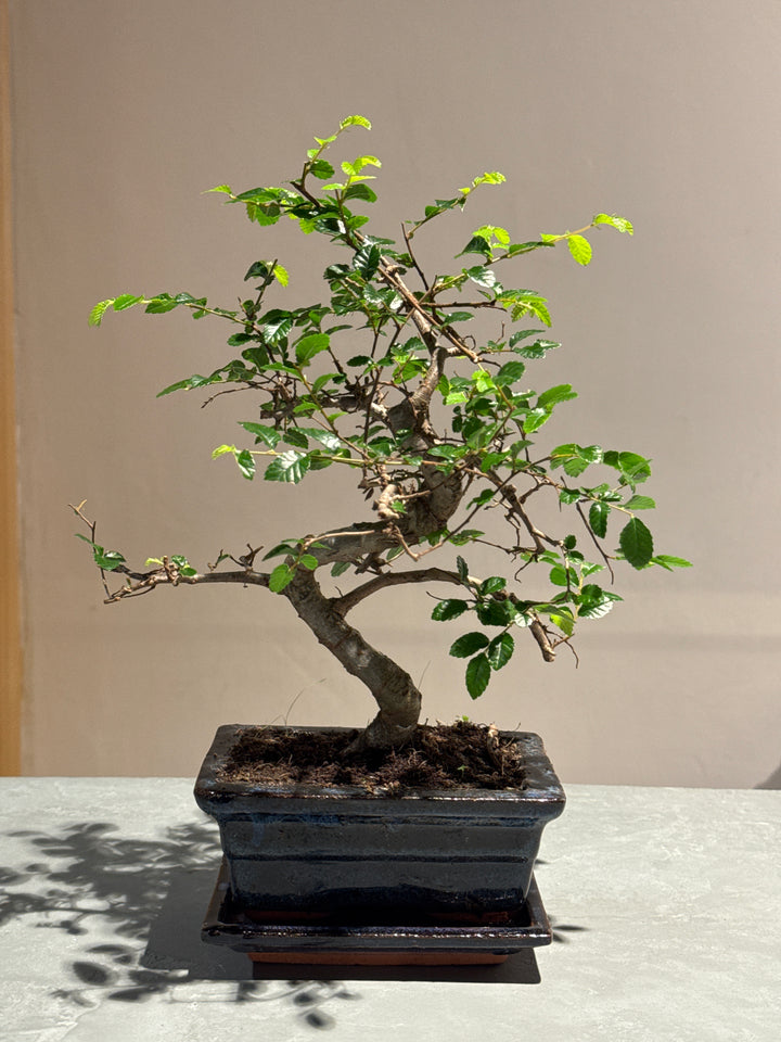 Ribingurumu  Zelkova Retusa Bonsai Long Life 20cm