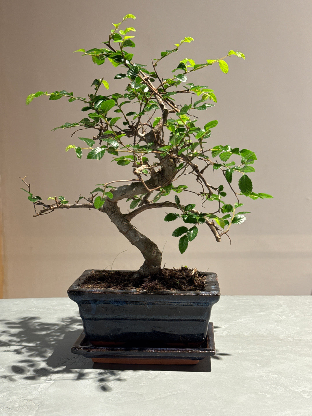 Ribingurumu  Zelkova Retusa Bonsai Long Life 20cm