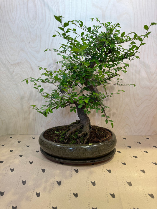 Ribingurumu Zelkova Bonsai Fortune 40cm