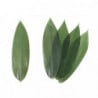 Bamboo Leaves Kappo Sasa 30cm 100pcs