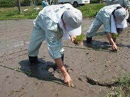 Shinmei Akafuji Akita-Ken San Akitakomachi Japanese Rice 10kg